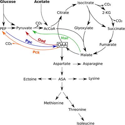 Anaplerotic Pathways in Halomonas elongata: The Role of the Sodium Gradient